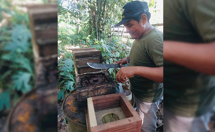 Exposición sobre meliponicultura