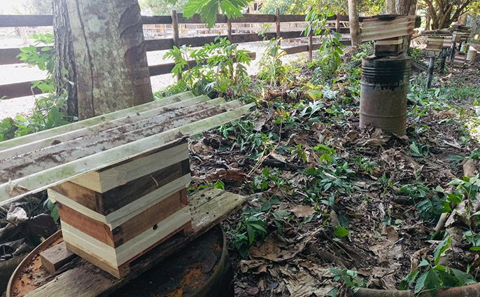 Presentación de evento internacional de abejas nativas