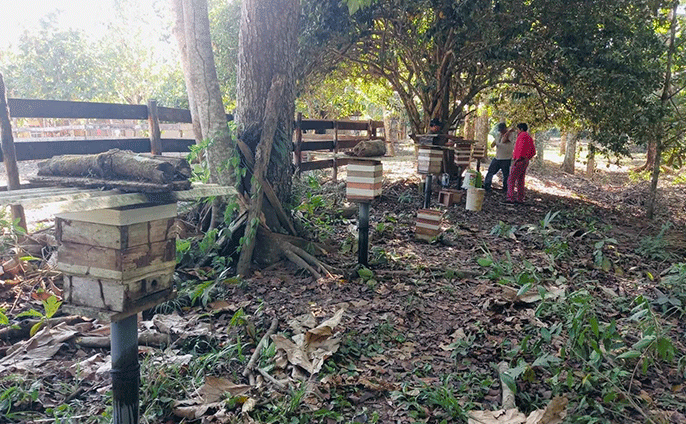 Abejas meliponias en acción